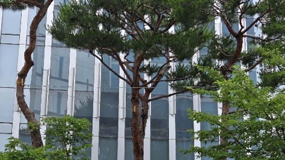 수간 지주 설치